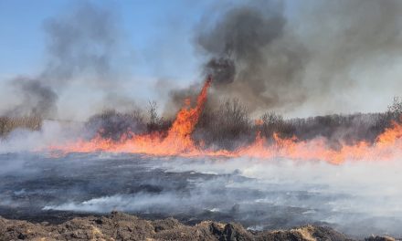 VIDEO -Județul Neamț afectat puternic de incendii