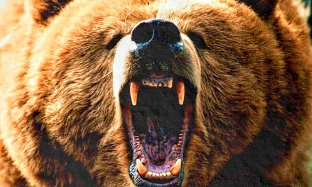 Două intervenții în decurs de două ore, urmare a semnalării prezenței unui urs în intravilanul localității Tazlău